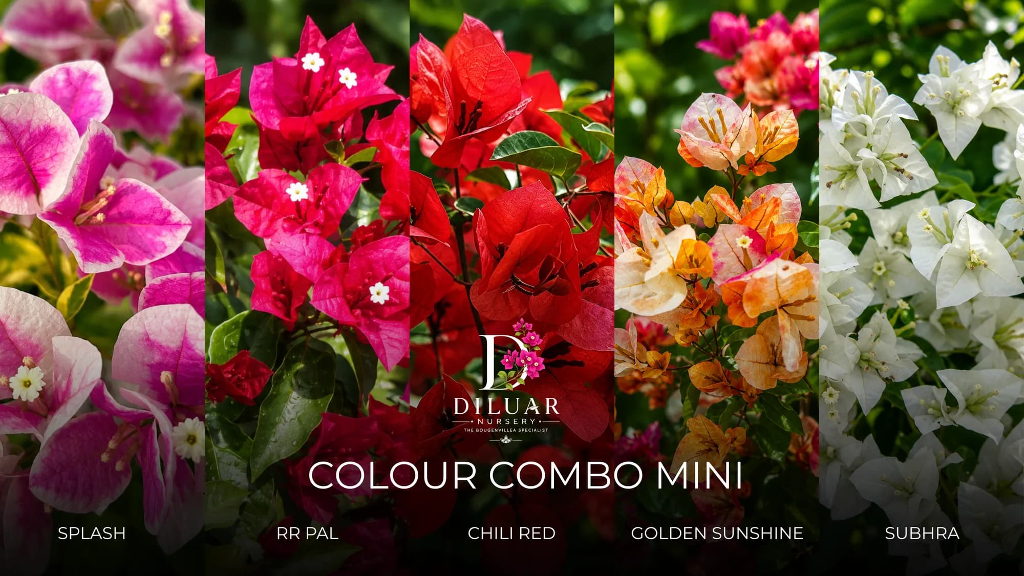 Colour Combo Mini