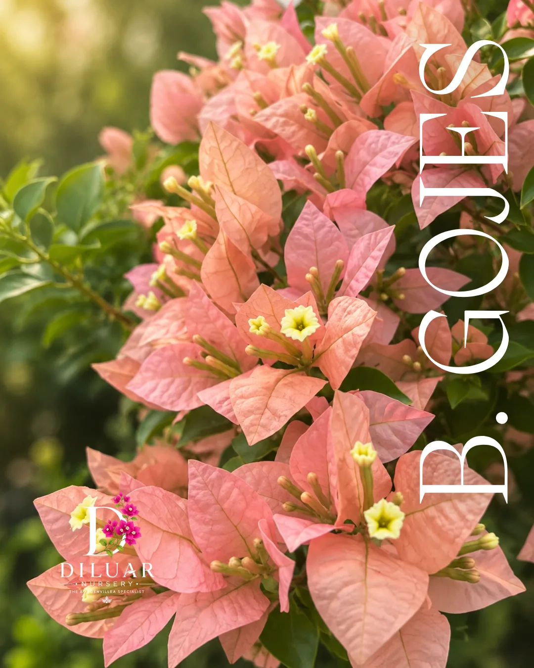 B Gojes