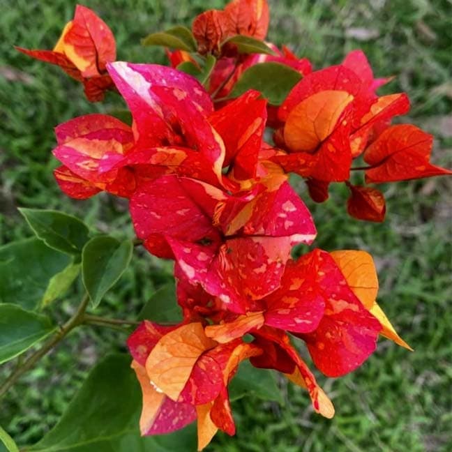 Adarna (Grafted)