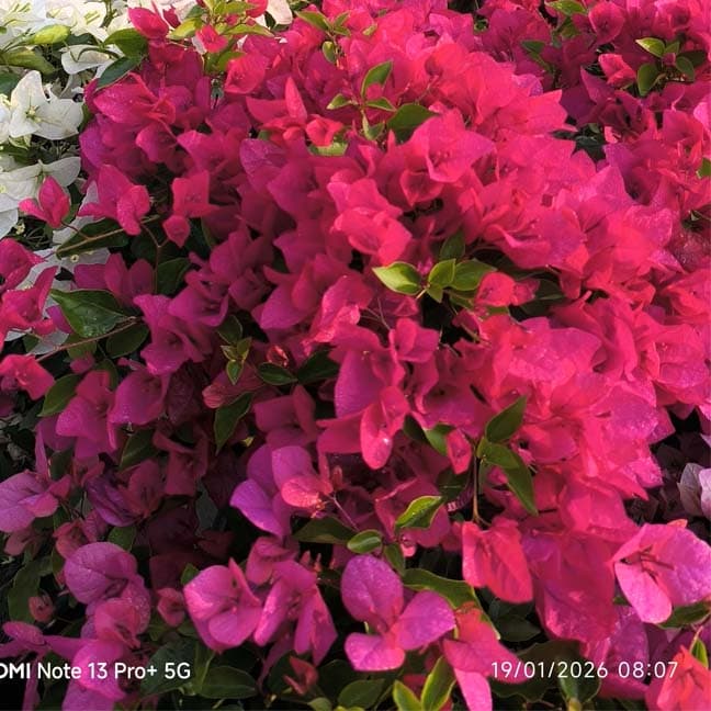Jakirana (Pink/Red)