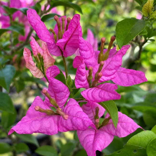 Ashapurna
