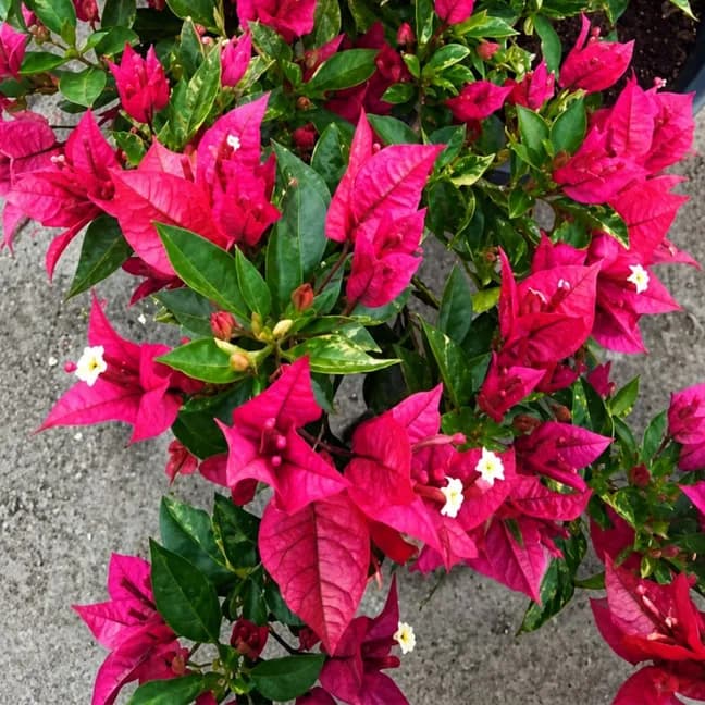 Brezza Mazenta Variegated