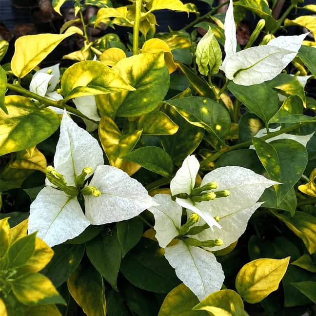 Golden Flame White