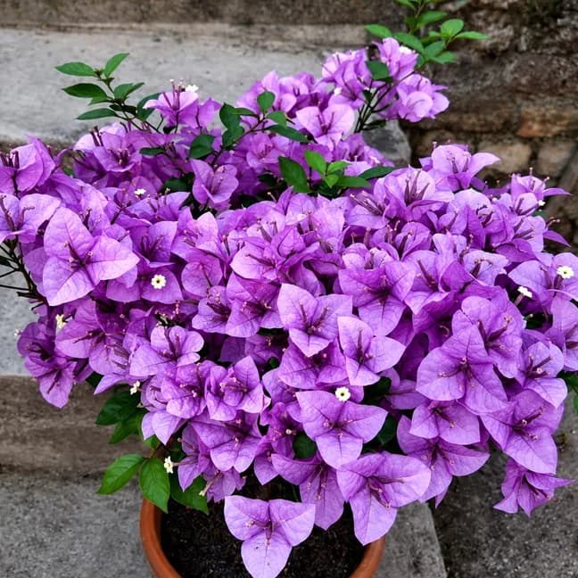 Light Violet