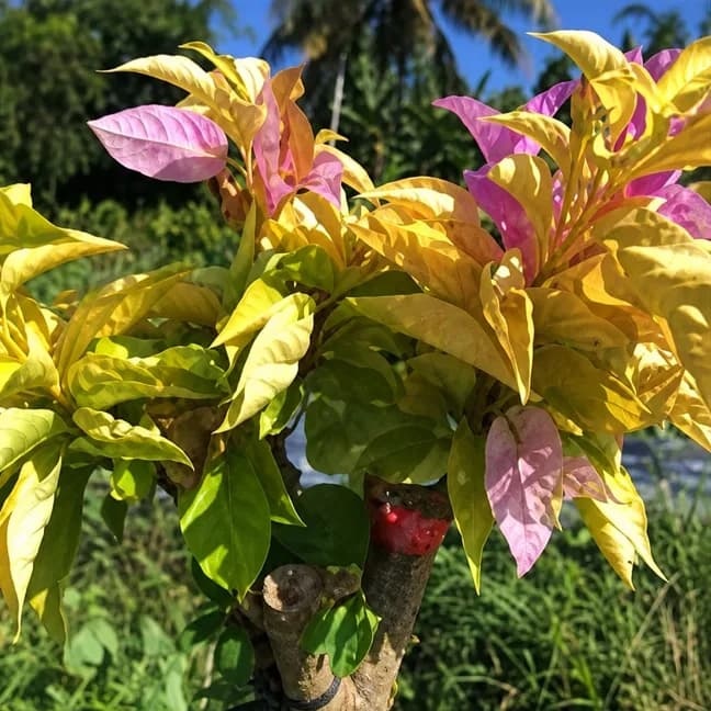 Golden Singapo