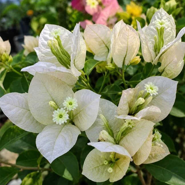 White Vellous