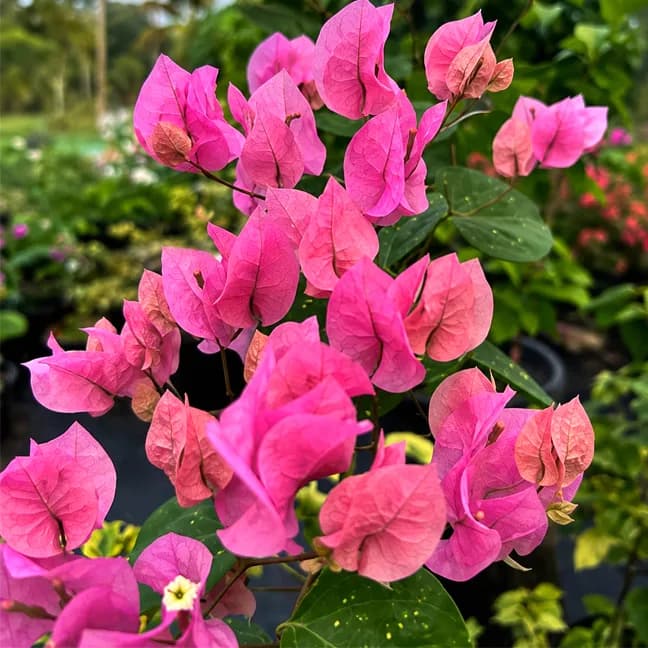 Pink Panas