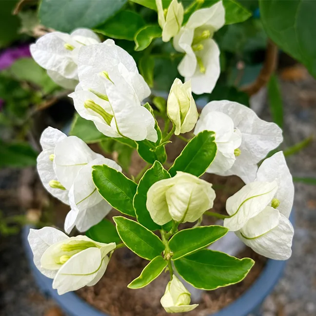 Tanglong White (v)