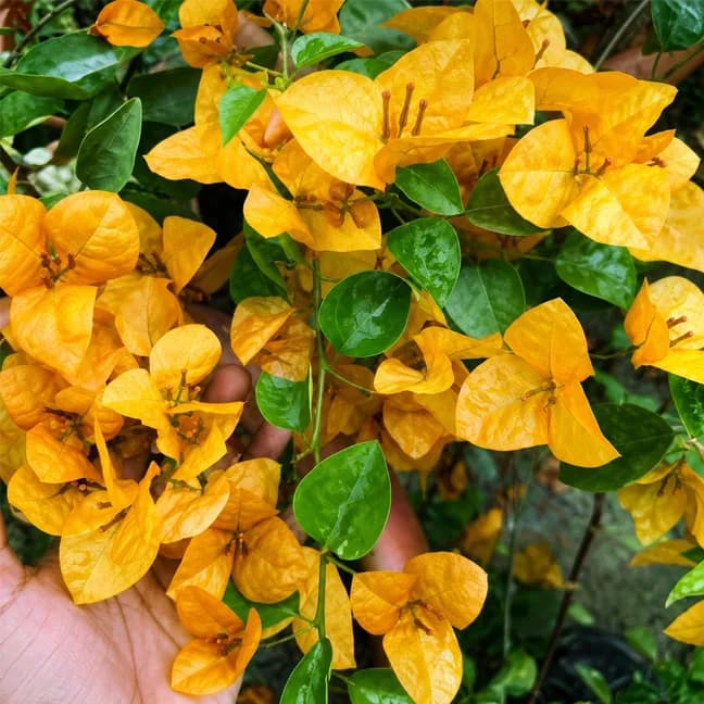 Watermelon Yellow