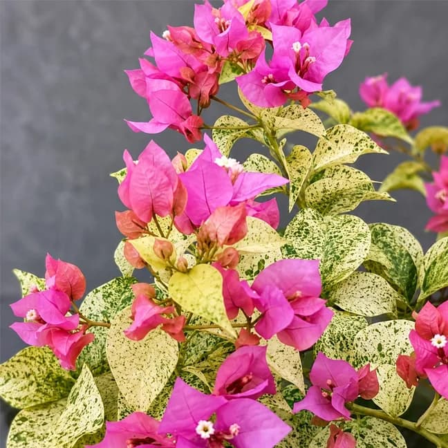 SJ Sanita