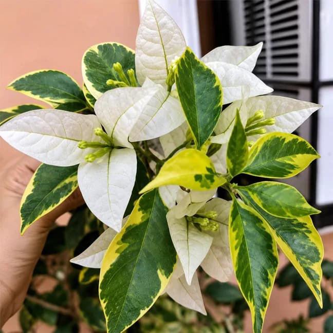 Emas Bansai White