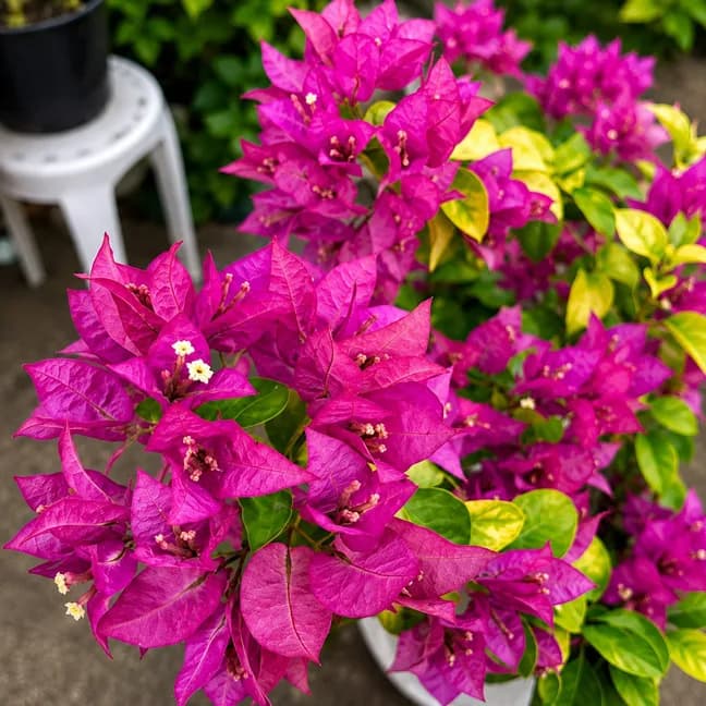 Golden Kayata Magenta