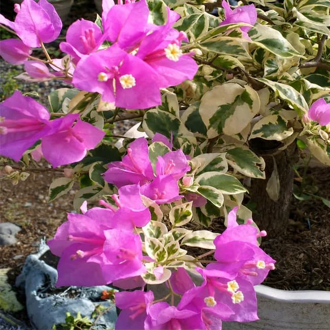 SSB Pink (v)