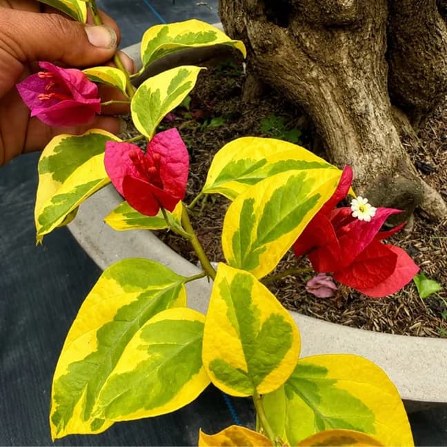 Vietnam Rose