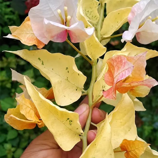 Chitra Gold Variegated