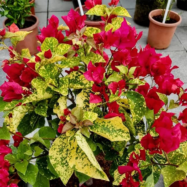 Snow Red