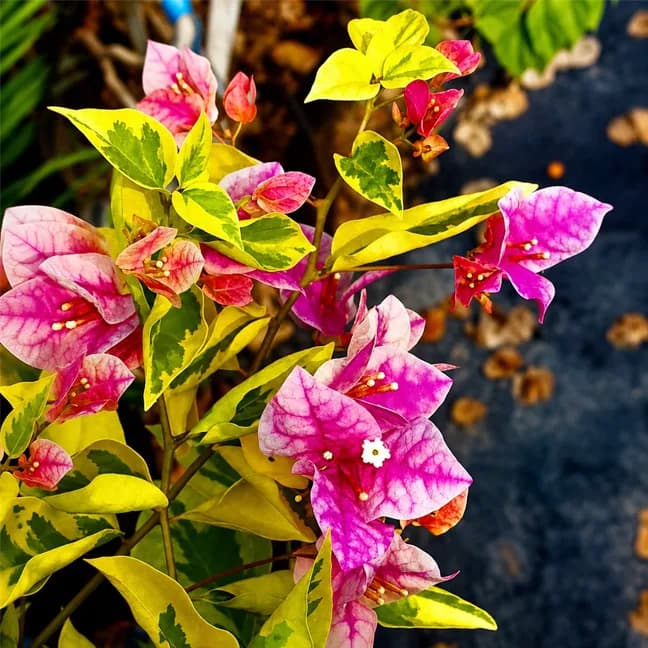 Splash Variegated (Grafted)