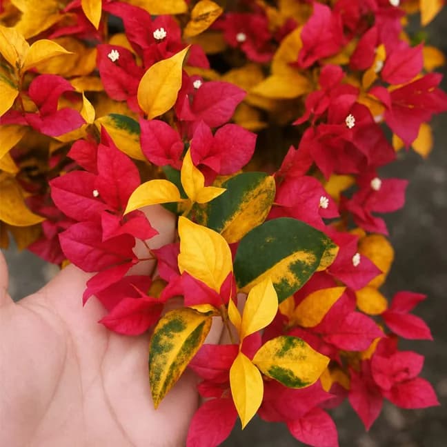 Golden Breeza Red (Grafted)