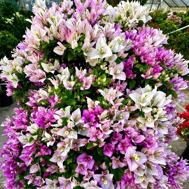 Tricolour Variegated