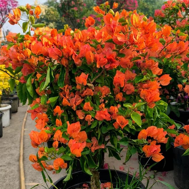 Jakirana Orange