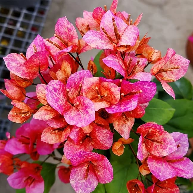 Vietnam Mix