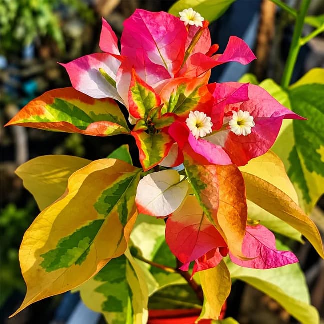 Maharani Variegated (Grafting)
