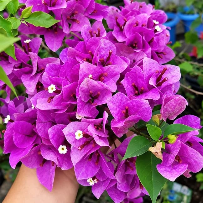 Violet September