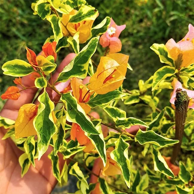 Chilli Yellow (V)