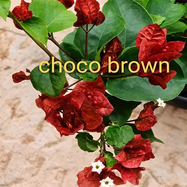Choco Brown