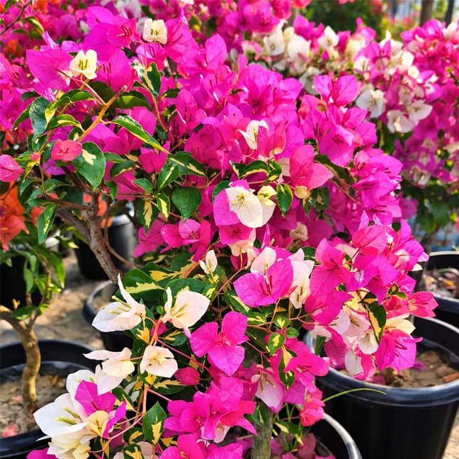 Thima Pink