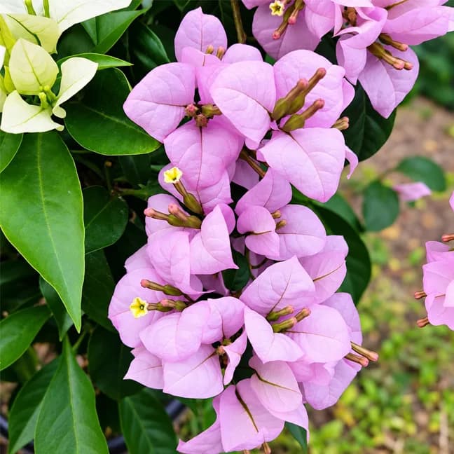 Lilac Formosa