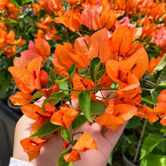 Aruna Orange