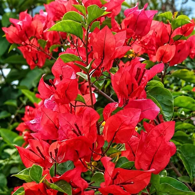 Chilli Red