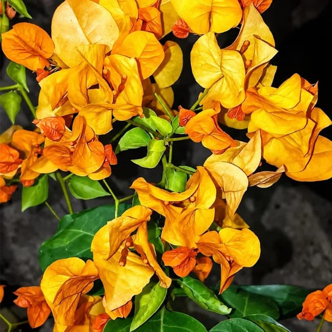 Moonlight Yellow