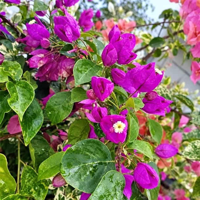 Tanglong Purple