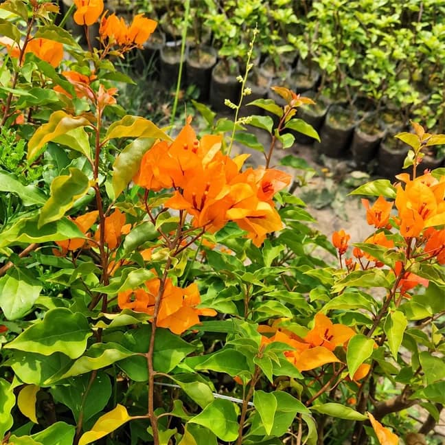 Chilli Yellow