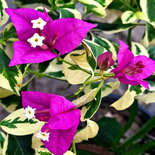 Brezza Purple Variegated