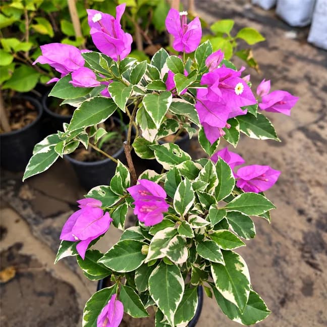Hawaiin Pink