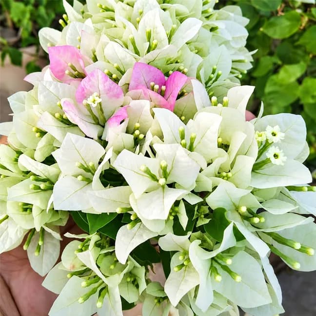 Foxtail White