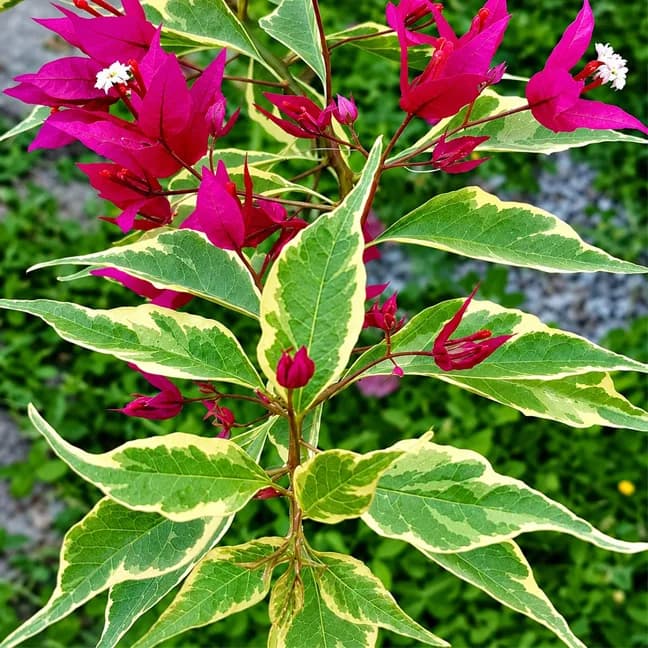 Ruby Variegated