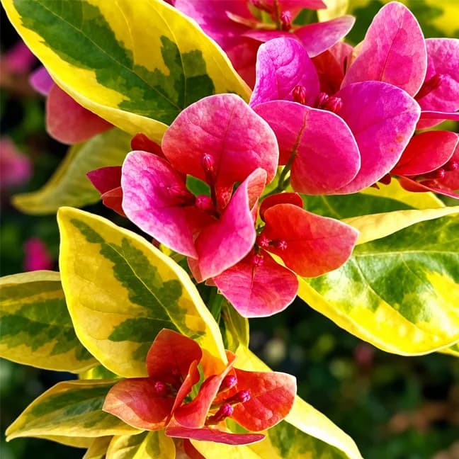 Watermelon Kiss Variegated