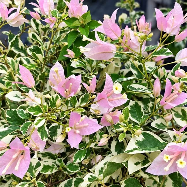 Sakura Belacan