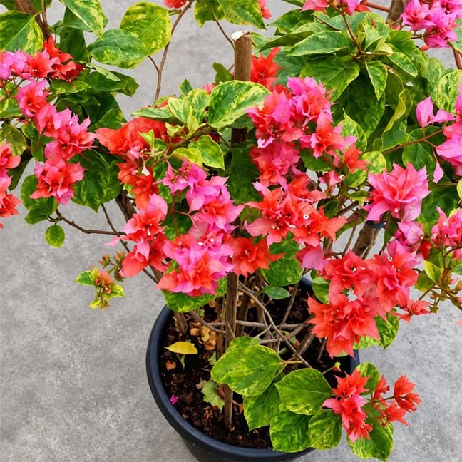 Roseville Delight Variegated