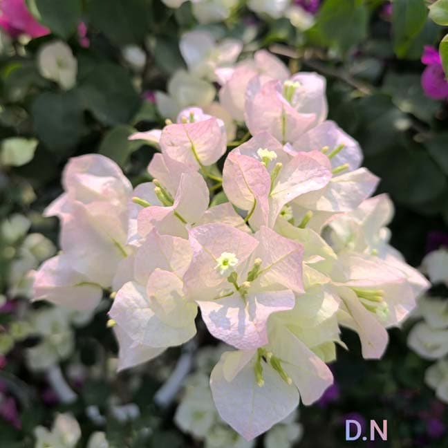 Thai Ball White