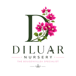 Diluar Nursery